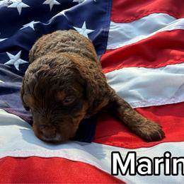 Marina - Tri-color female Bernedoodle puppy in Townville, South Carolina from Copper Creek Bernedoodles