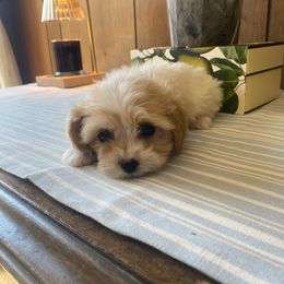 Boy 5 - Apricot and white male Cavachon puppy in Kerrville, Texas from Blount pups