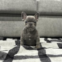 French Bulldog Puppies from Ritchie’s Frenchies