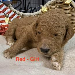 Girl 1 - Cream female Goldendoodle puppy in Clermont, Florida from Da Ruba Doodles