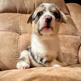 American Corgi and Pembroke Welsh Corgi Puppies from Robyn's Nest Farm
