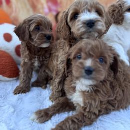 Aussiedoodle and Cavapoo Puppies from Pawsome Aussie Doodles and Oodles