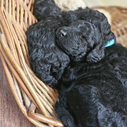 Poodle Puppies from Tommy Jones