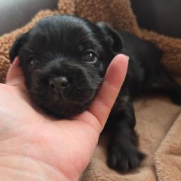 Blake - Black and gold male Yorkshire Terrier puppy in West Enfield, Maine from GRIFFEY'S SPA AND KENNEL