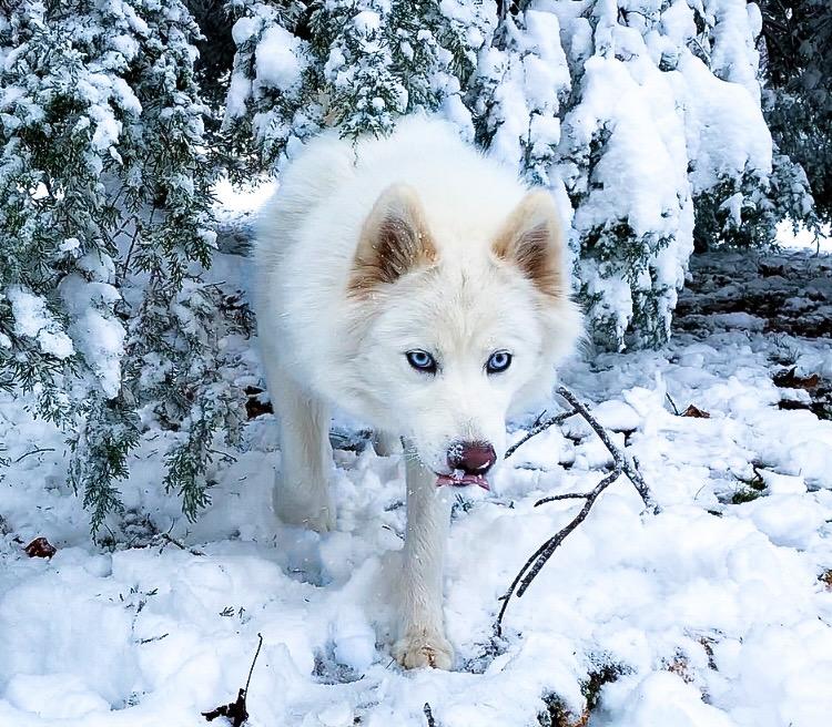 Aspen
