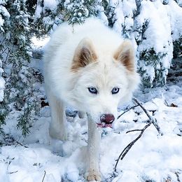 Aspen - Siberian Husky