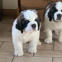 "Past puppies" Saint Bernard Puppies from Avant-Gard Saint Bernards