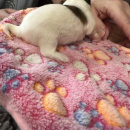 Suczka - Sable female Papillon puppy in Middleville, Michigan from Cheryl's Papillons