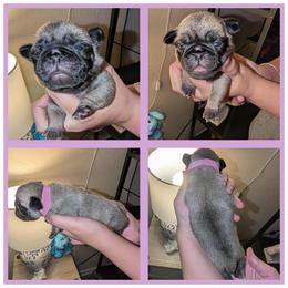 Angel - Fawn female Pug puppy in Winter Haven, Florida from Lisa's Pugalicious Pugs