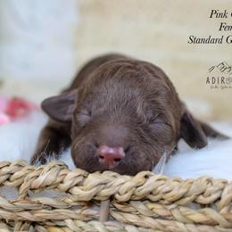 Pink collar - Chocolate female Goldendoodle puppy in Plattsburgh, New York from Adirondack Poodles Goldendoodles,Bernedoodles & Schnoodles