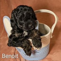 Benoit - Black and white male Cockapoo puppy in Sunset, Louisiana from Cano Cockapoos