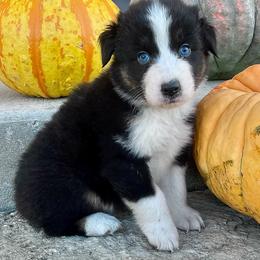 Manny - Black tri-color male Australian Shepherd puppy in Loda, Illinois from Pilcher Farms