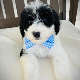 Buster - Parti male Goldendoodle puppy in Auburn, Indiana from Martin’s Doodles