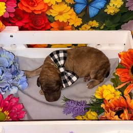 Grey Collar - Brown male Poodle puppy in Houma, Louisiana from Smart Azz Poodles