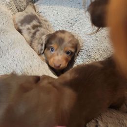 Girl 1 - Dapple Dachshund puppy in Choctaw, Oklahoma from TS Performance Horses & Dachshunds