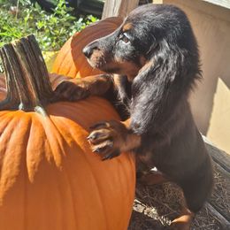 Rocko - Black and tan male Dachshund puppy in Liberty, North Carolina from Heavenly Doxies