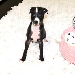 Amira Female 1 - Black female Italian Greyhound puppy in Sparta Tn And Caryville Fl, Tennessee from Summerwind Kennel