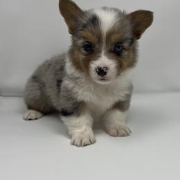American Corgi and Pembroke Welsh Corgi Puppies from The Comma Corgis