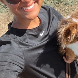 Toy Australian Shepherds from Emmy's Toy Aussies