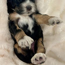 Cocker Spaniel Puppies from Jennifer Dees