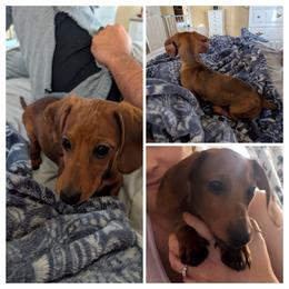 Taz - Dachshund