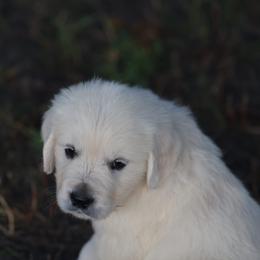 Mr. Black - Light golden male Golden Retriever puppy in Morrill, Kansas from Grimm Girls Farm