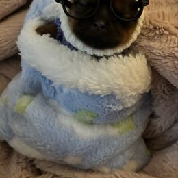 Ricky - Liver male Shih Tzu puppy in Las Vegas, Nevada from P and J Farms