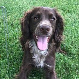 Wiggles  - English Cocker Spaniel