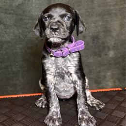 Teak - Black roan female German Shorthaired Pointer puppy in Penn Valley, California from Finnan's Ranch German Shorthaired Pointers