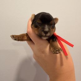 Koda - Black and tan male Yorkshire Terrier puppy in Georgia from Nalley Kennels