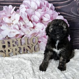Aussiedoodle Puppies from Soap Creek Kennels