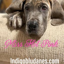 Miss Hot Pink - Blue brindle female Great Dane puppy in Monroe, Utah from Indigo Blu Danes