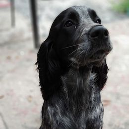 English Springer Spaniels from Smyrna Springers