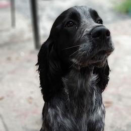 English Springer Spaniels from Smyrna Springers