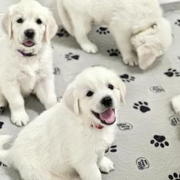 Golden Retriever Puppies from Pushin’ Sand Goldens