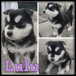 Lulu - Black and white female Siberian Husky puppy in Wheeler, Michigan from Haase Family Kennels