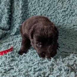 Red - Black male German Shepherd puppy in Motley, Minnesota from Von Thomson Haus