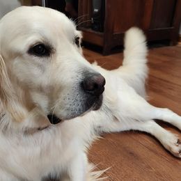 Buddy - Golden Retriever