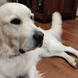 Buddy - Golden Retriever