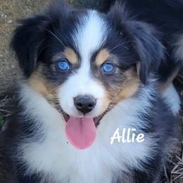 Allie - Black tri female Miniature Australian Shepherd puppy in Waxhaw, North Carolina from Cane Creek Aussies