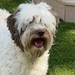 Stella - Australian Labradoodle