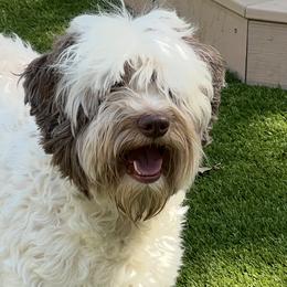 Stella - Australian Labradoodle