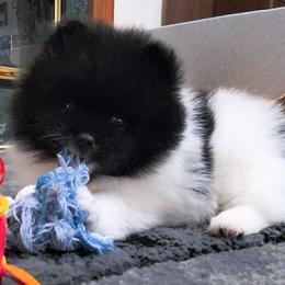 Summer - Black parti female Pomeranian puppy in Wentzville, Missouri from Pawsome Poms