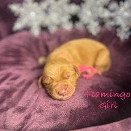 Flamingo - Red  female Goldendoodle puppy in Rockville, Minnesota from Bracha Poodles & Doodles