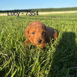 Girl 4 - 7354 - Apricot female Goldendoodle puppy in Wever, Iowa from JK Royal Lines