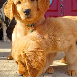 Golden Retriever Puppies from Hosmer's Golden Retrievers
