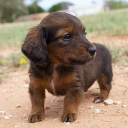 Tulia (health tested parents) - Sable female Dachshund puppy in Midland, Texas from The Barefield Doxies