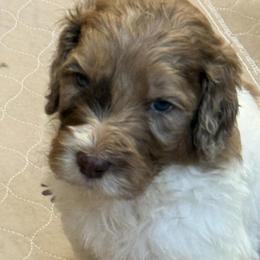 Zane - male Newfypoo puppy in San Antonio, Texas from Mammoth Doodles