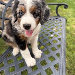 Milo - Blue merle male Bernedoodle puppy in Las Vegas, Nevada from Perfect Bernedoodles