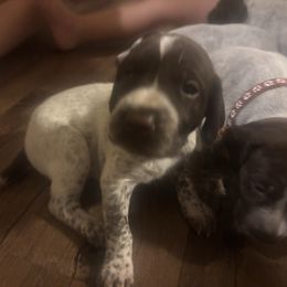 Mau - White and liver female German Shorthaired Pointer puppy in Conroe, Texas from Third Coast Pointers